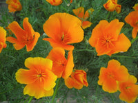 Easy grow gelb eschscholzia samen