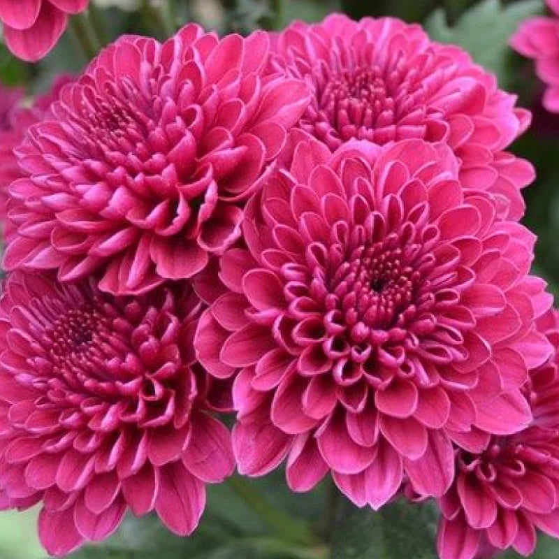 Easy grow gelb rosa chrysanthemum samen