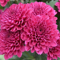 Easy grow gelb rosa chrysanthemum samen