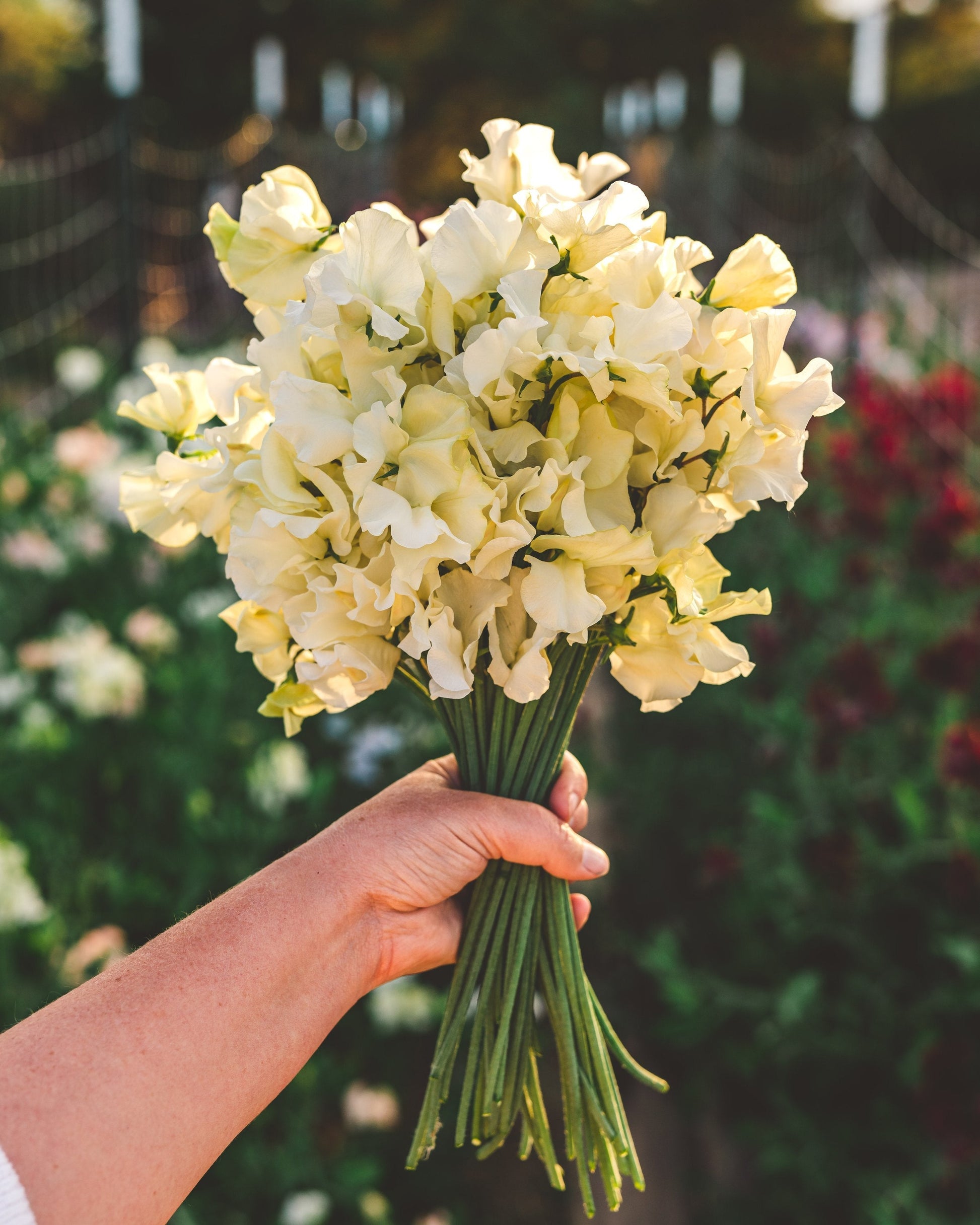Easy-to-grow gelb sweet pea samen