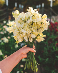 Easy-to-grow gelb sweet pea samen
