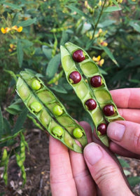 Einfachen wachsend cajanus samen für beginner gardeners