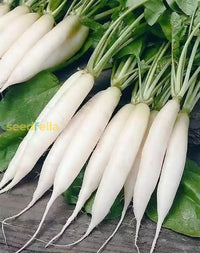 Einfachen wachsend radish samen für beginner gardeners