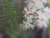 Easy to grow alternifolia samen for containers and gardens
