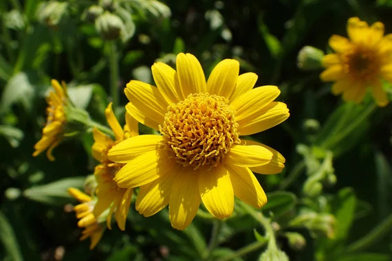 Easy to grow arnica samen for containers and gardens
