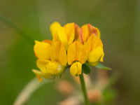 Bright birdsfoot samen for long-lasting flowering
