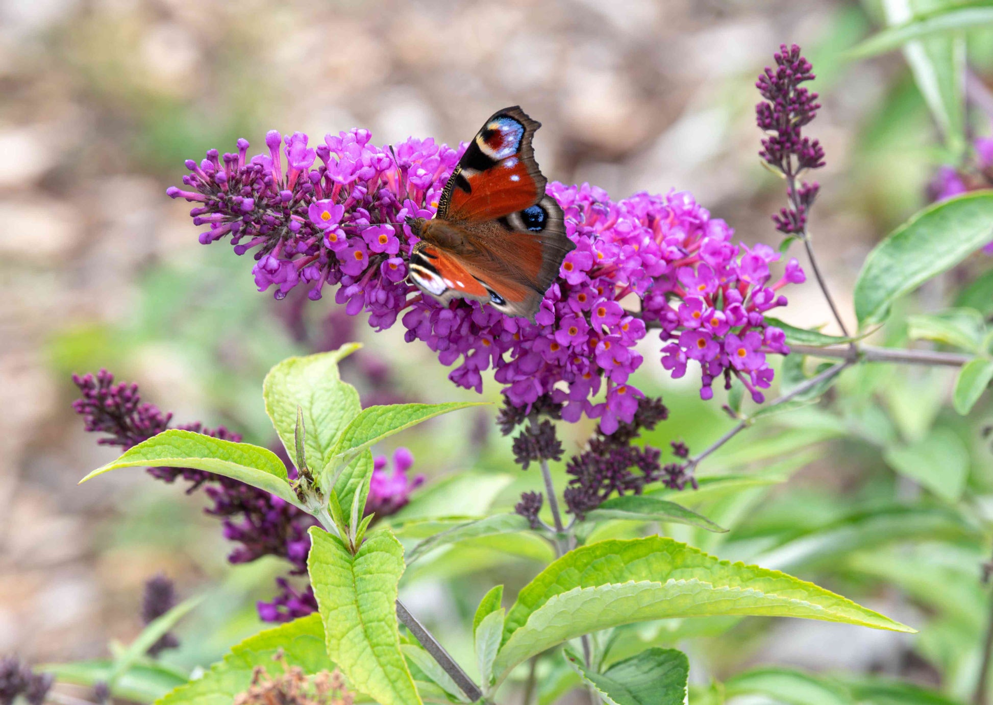 Vibrant blau buddleja samen for long-lasting flowering
