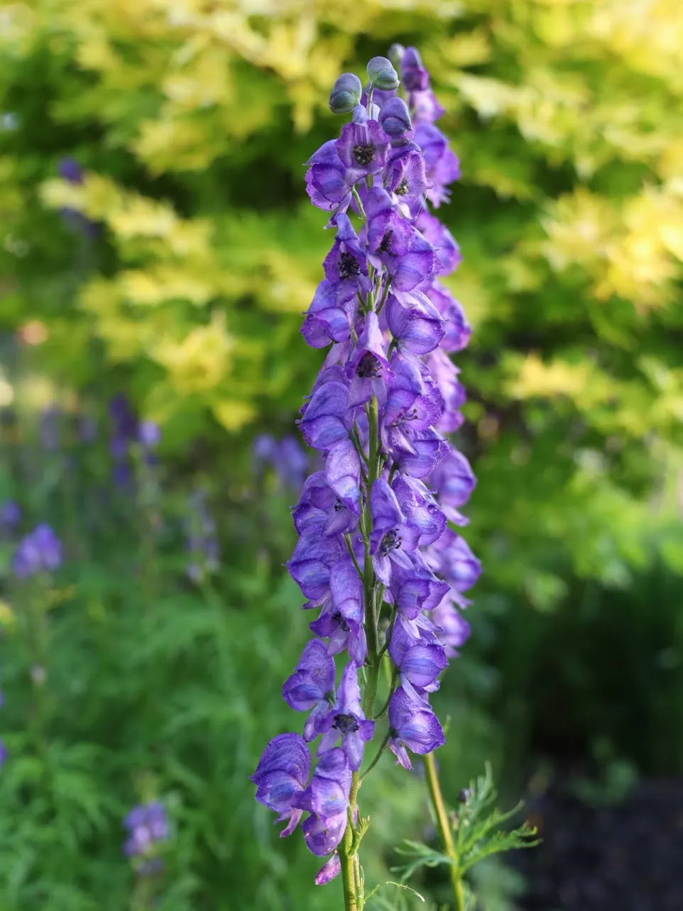 Easy to grow blau carmichaelii samen for home gardening
