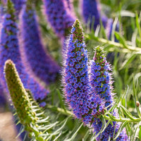 Easy to grow blau fastuosum samen for containers and gardens

