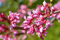 Easy to grow braun redbud samen for landscape anpflanzung
