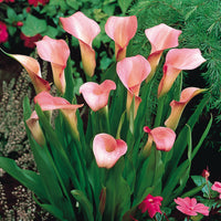 Easy to grow calla blume samen for containers

