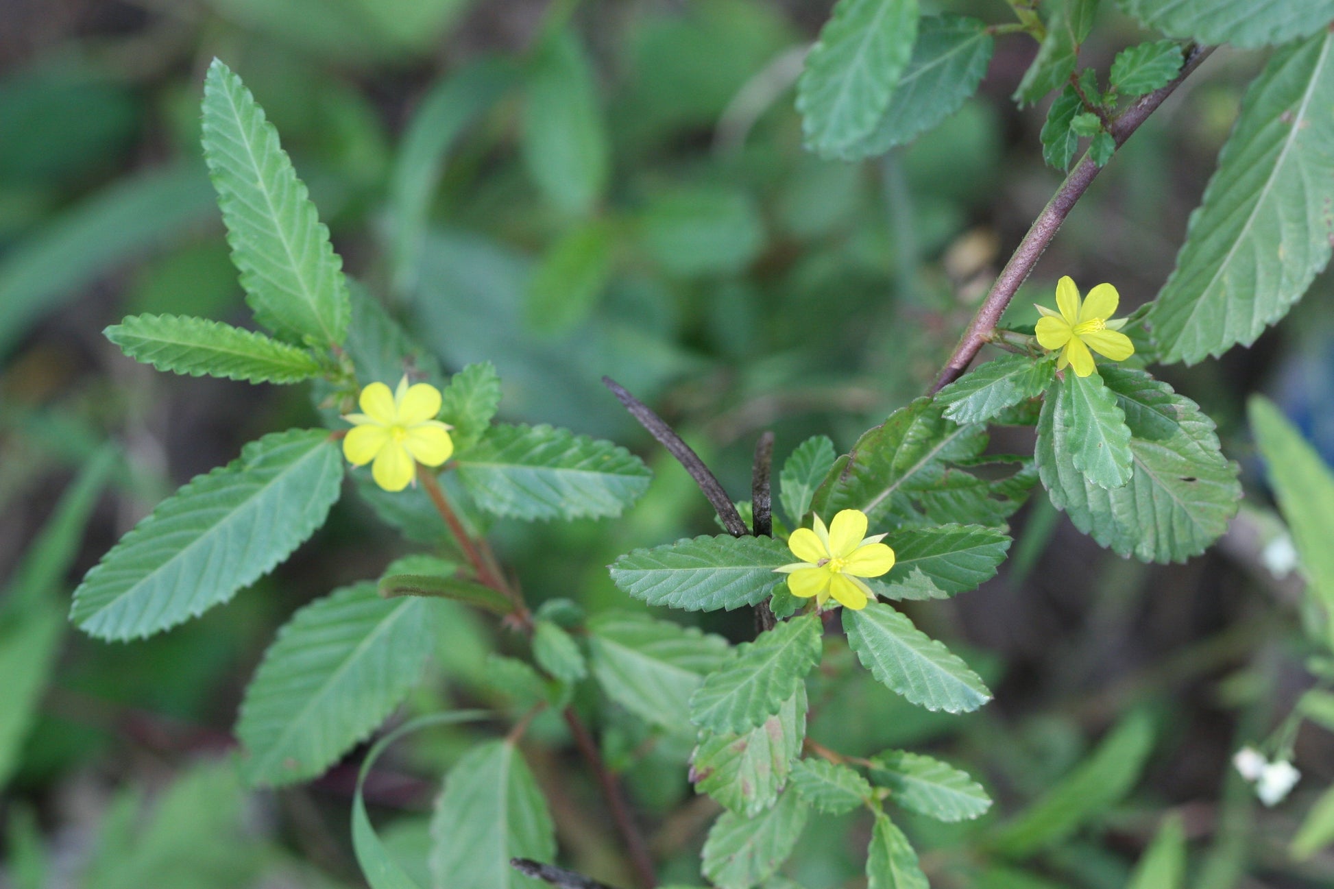 Easy to grow corchorus samen for containers and gardens
