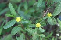 Easy to grow corchorus samen for containers and gardens
