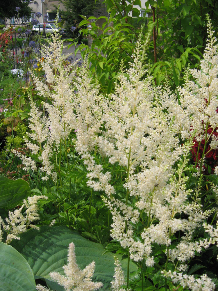 Bright cream astilbe samen for long-lasting flowering
