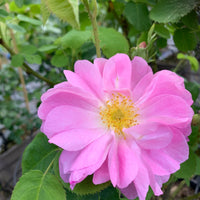 Easy to grow heirloom damask rose samen for borders
