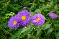 Easy to grow lila erigeron speciosus samen
