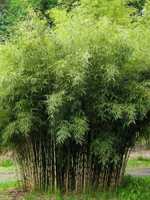 Vibrant Fargesia Bamboo Samen for ornamental landscapes
