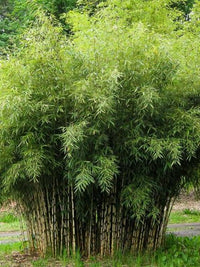Vibrant Fargesia Bamboo Samen for ornamental landscapes
