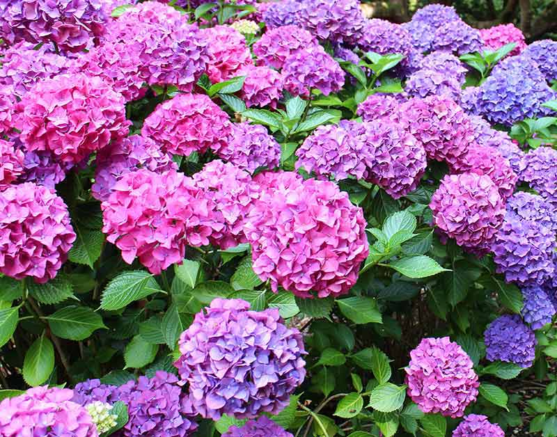 Khaki hydrangea samen producing unique colored blooms
