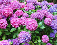 Khaki hydrangea samen producing unique colored blooms
