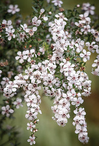 Easy to grow manuka samen for containers and gardens
