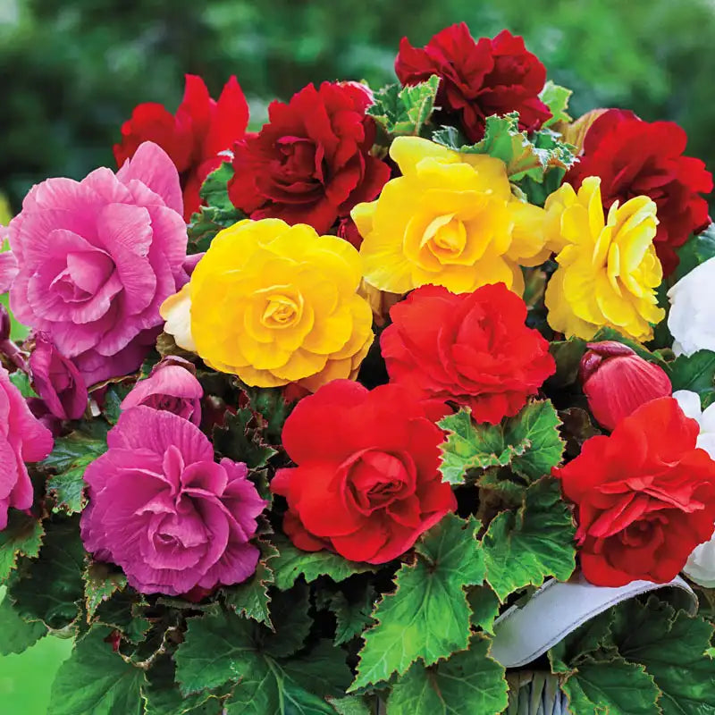 Easy to grow mixed begonia samen for töpfen and baskets
