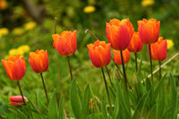 Bright orange tulip samen for long-lasting flowering
