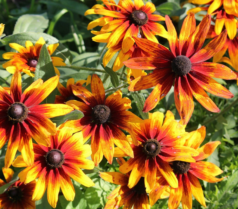 Gelb rudbeckia blume samen for long-lasting blooms
