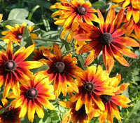 Gelb rudbeckia blume samen for long-lasting blooms
