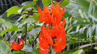 Vibrant rot strongylodon macrobotrys samen for long-lasting flowering
