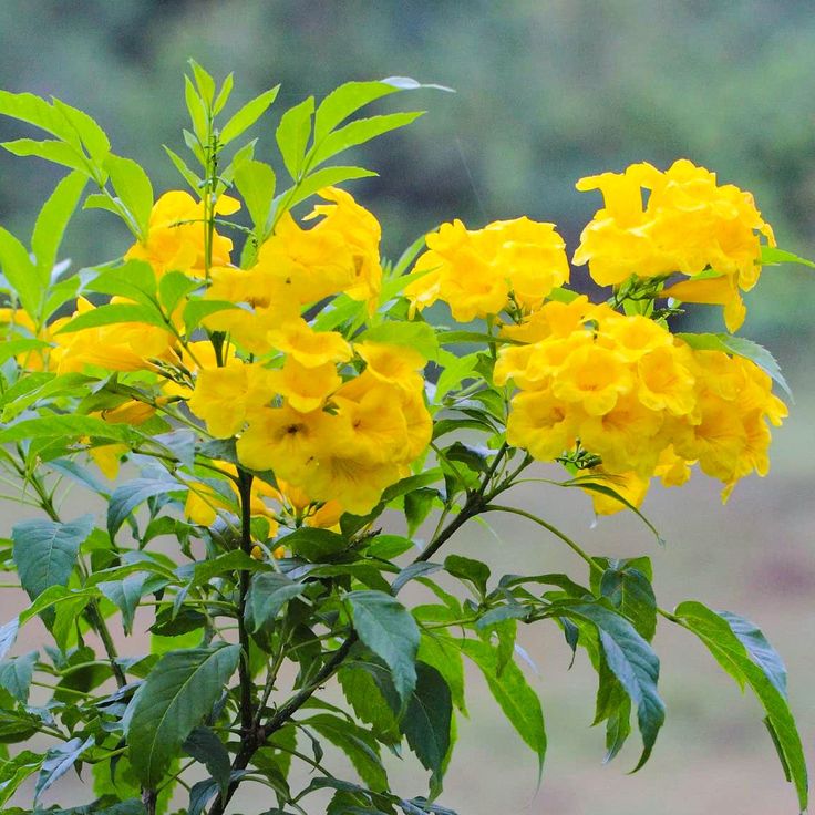 Easy to grow tecoma blume samen for warm climates
