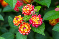 Easy to grow wandelrose samen for containers
