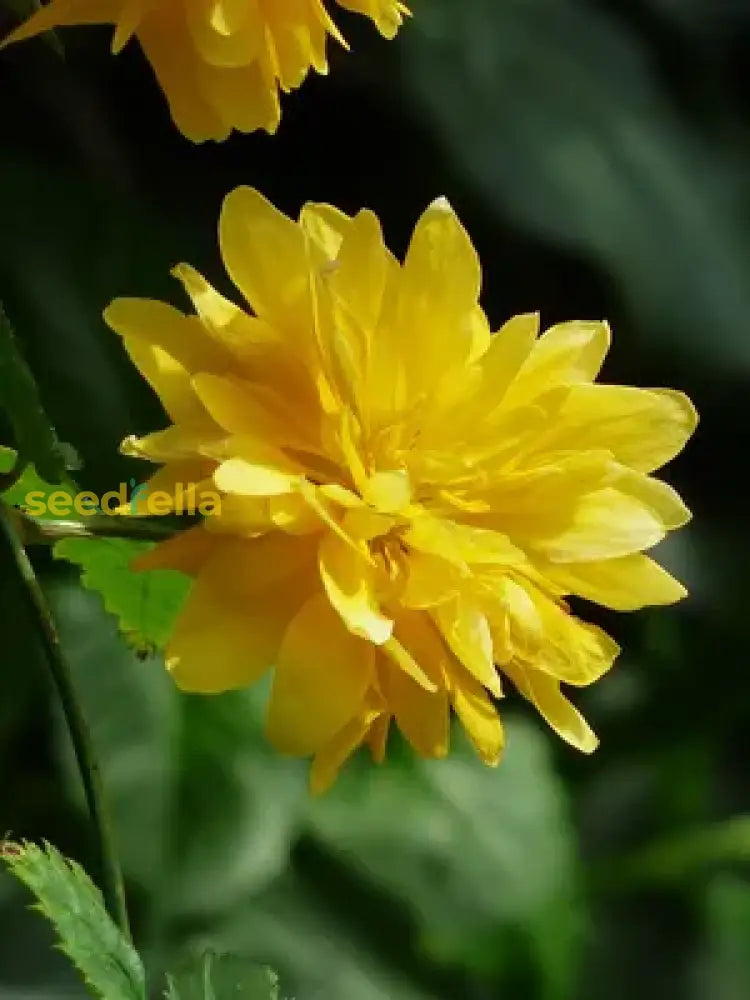 Bright gelb kerria japonica samen for long-lasting flowering
