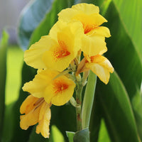 Easy to grow gelb pretoria samen for containers and gardens
