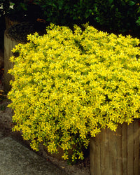 Easy to grow gelb stonecrop samen for containers and landscapes
