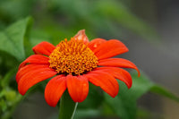 Orange Mexican Sonnenblume Samen zur Aussaat – ausdrucksstark Blüten