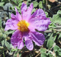 Lavendel Creticus Blumensamen zur Aussaat – Aromatic Lila Blüten