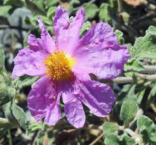 Lavendel Creticus Blumensamen zur Aussaat – Aromatic Lila Blüten