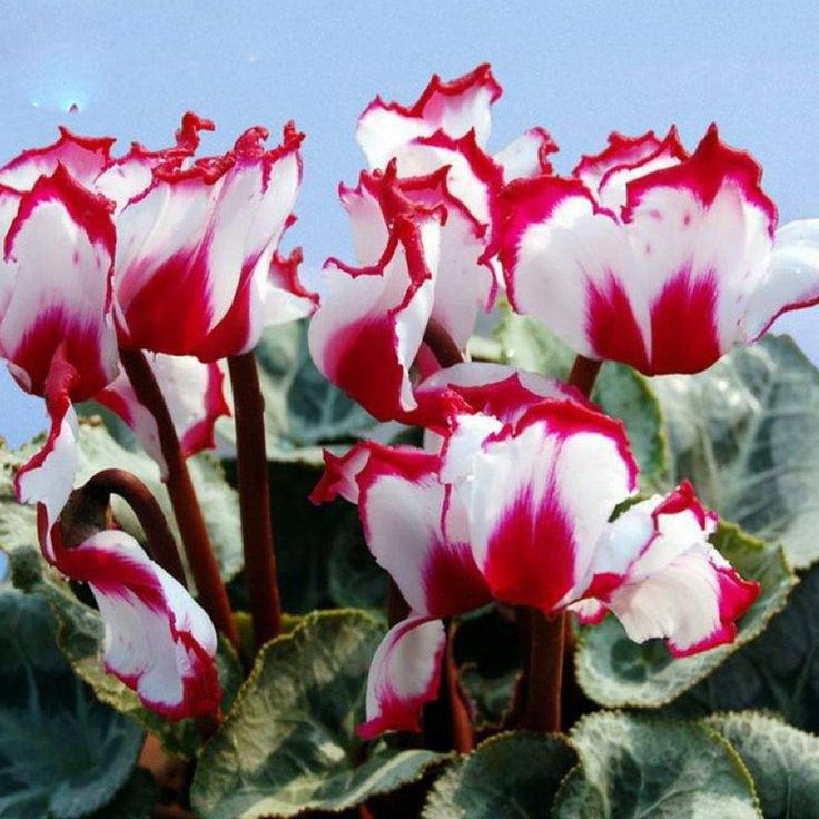 Rot Weiß Alpenveilchen Blumensamen zur Aussaat – saisonal Dauerblüher – Traditionssorte & ohne Gentechnik Samen Hausgarten