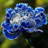 Weiß Blau Nelke Caryophyllus Blumensamen zur Aussaat ideal Rabatten Traditionssorte & ohne Gentechnik Samen Hausgarten