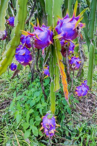 Blaue Drachenfruchtsamen für einfaches Anpflanzen