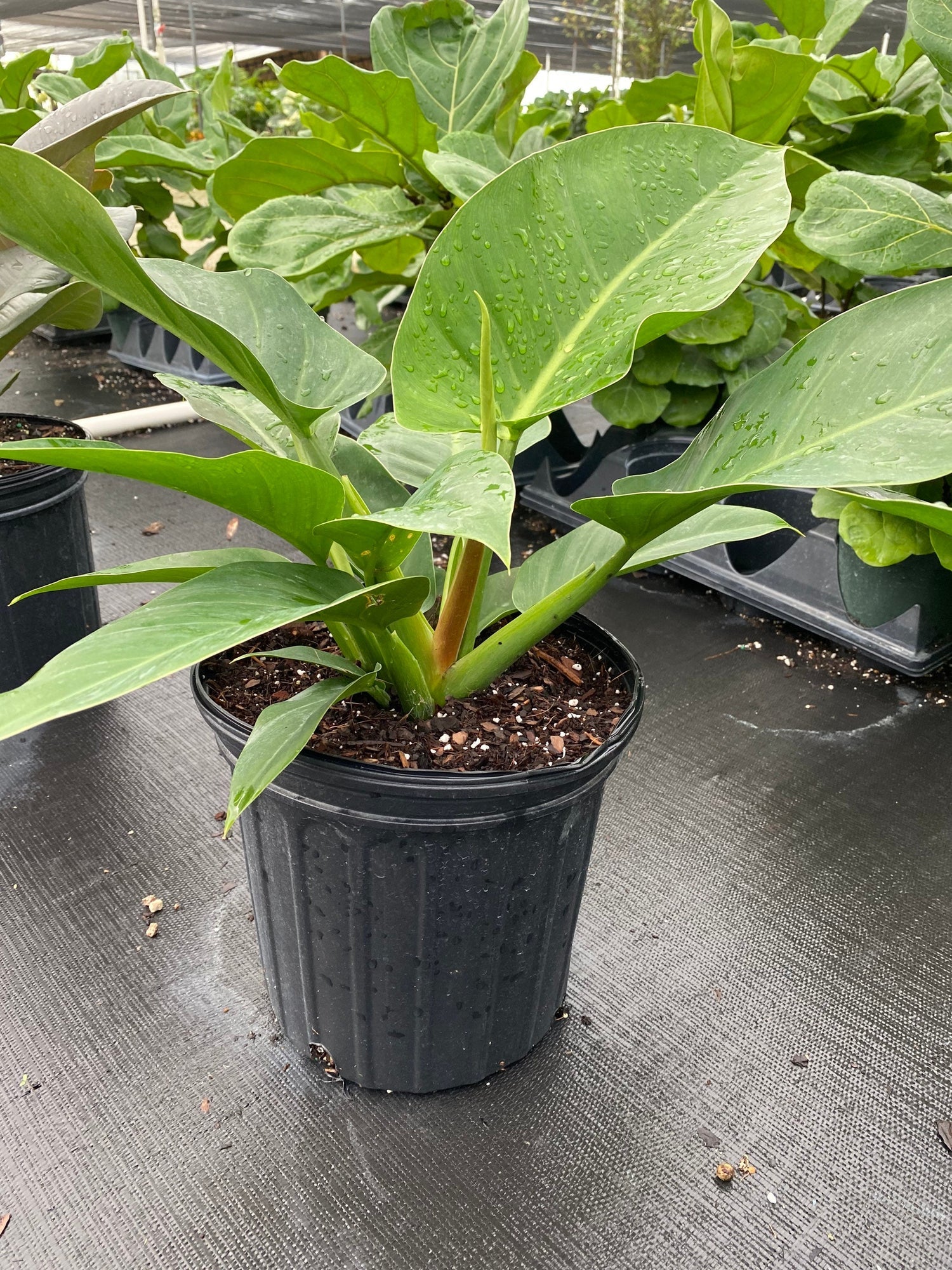 Grün Philodendron Erubescens Blumensamen zur Aussaat – ideal Rabatten – Traditionssorte & ohne Gentechnik Samen Hausgarten