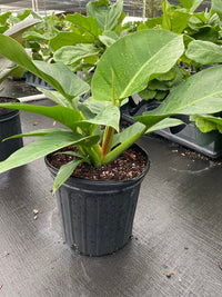 Grün Philodendron Erubescens Blumensamen zur Aussaat – ideal Rabatten – Traditionssorte & ohne Gentechnik Samen Hausgarten