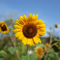 hell Gelb Sonnenblume Samen zur Aussaat sonnenliebend Traditionssorte & ohne Gentechnik Samen Hausgarten