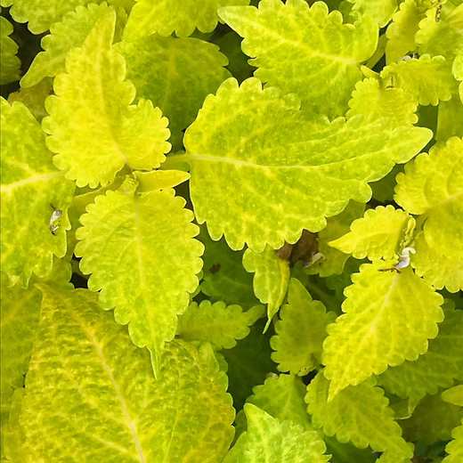 Buntnessel Gelb Blumensamen zur Aussaat – Bestäuber freundlich – Traditionssorte & ohne Gentechnik Samen Hausgarten