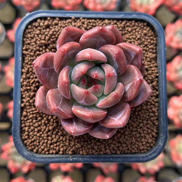 Braun (braun succulent) samen for anpflanzung in home garten