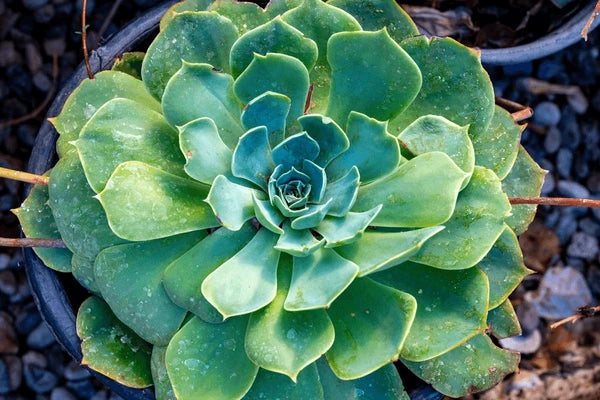 Gemischt Echeveria Blumensamen zur Aussaat Anzucht Traditionssorte & ohne Gentechnik Samen Hausgarten