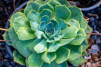 Gemischt Echeveria Blumensamen zur Aussaat Anzucht Traditionssorte & ohne Gentechnik Samen Hausgarten