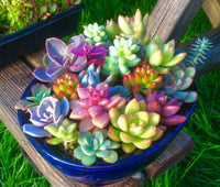 Echeveria purpusorum garten samen for mixed succulent displays