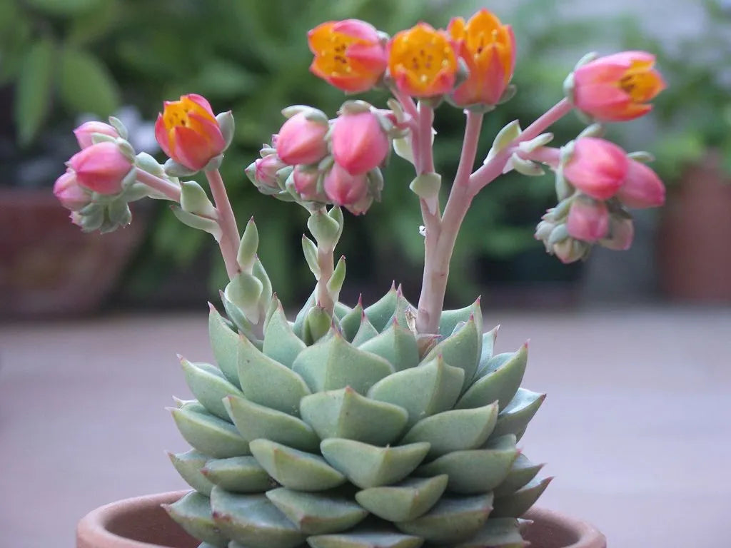 Succulent Samen zur Aussaat – Anzucht Succulent Blumen